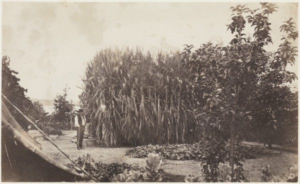 Sugar cane in the garden of Strawberry Hill
