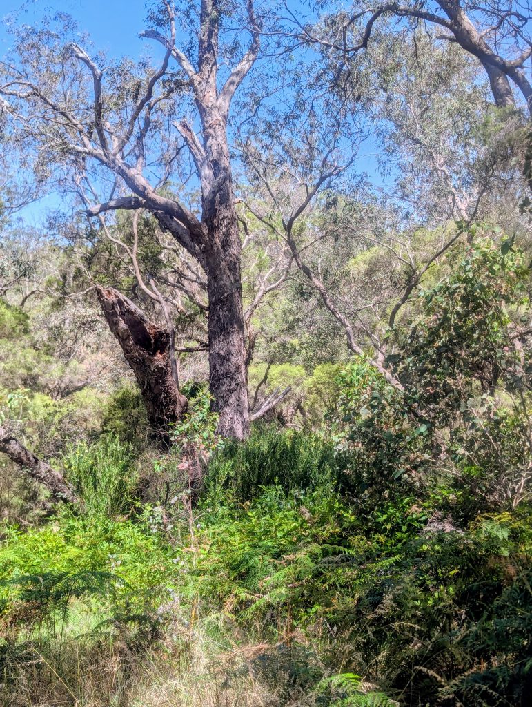 fd2477b2-2fda-4ee5-80d3-c4517f17a964~1 Australian bushland scene featuring a prominent eucalyptus tree with gray bark surrounded by lush understory vegetation including ferns and native shrubs under a bright blue sky.